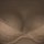 PornLily